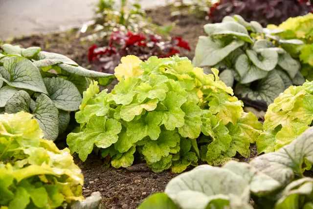 Broad mound of large, well-rounded chartreuse Heuchera leaves in a garden bed among silvery and burgundy foliage.