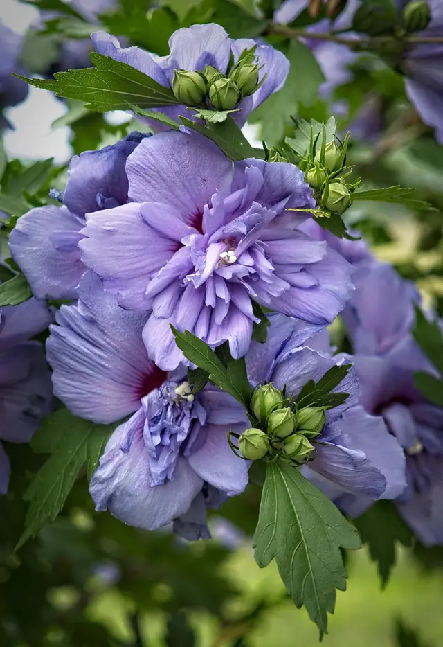 Close-up of lavender-blue double Blue Chiffon rose of Sharon flowers and buds.