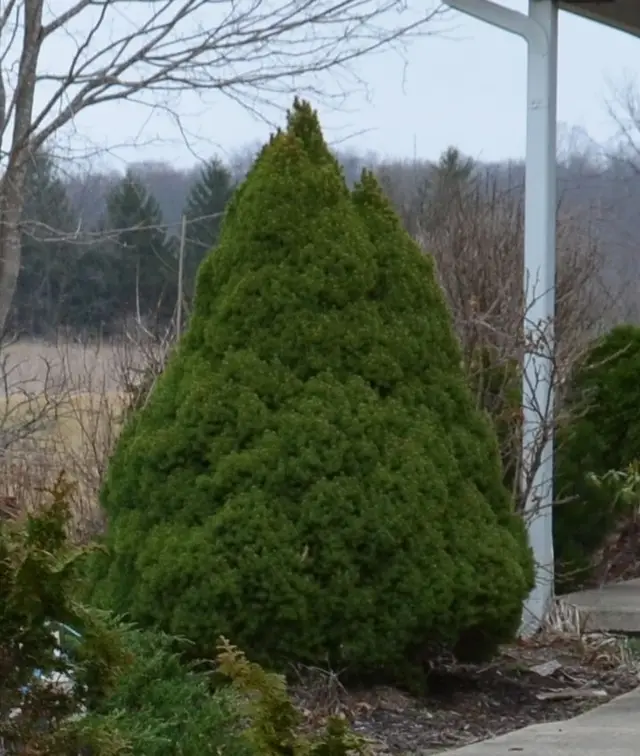 A dense, pyramidal Fernspray Hinoki cypress with congested, fern-like green sprays, growing beside a house porch.