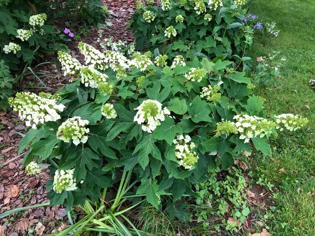 An oakleaf hydrangea shrub covered in large, cone-shaped white flower panicles above lobed, oak-shaped leaves.