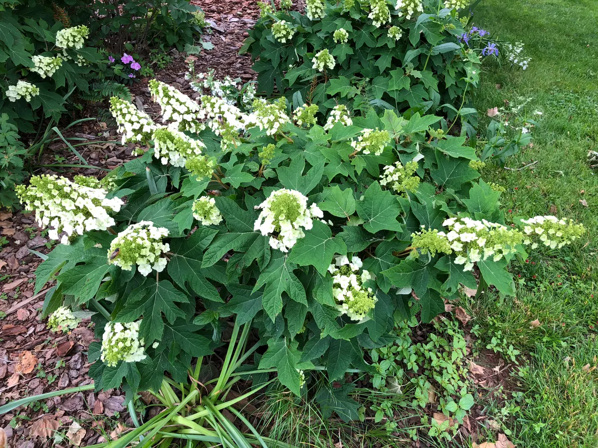 An oakleaf hydrangea shrub covered in large, cone-shaped white flower panicles above lobed, oak-shaped leaves.