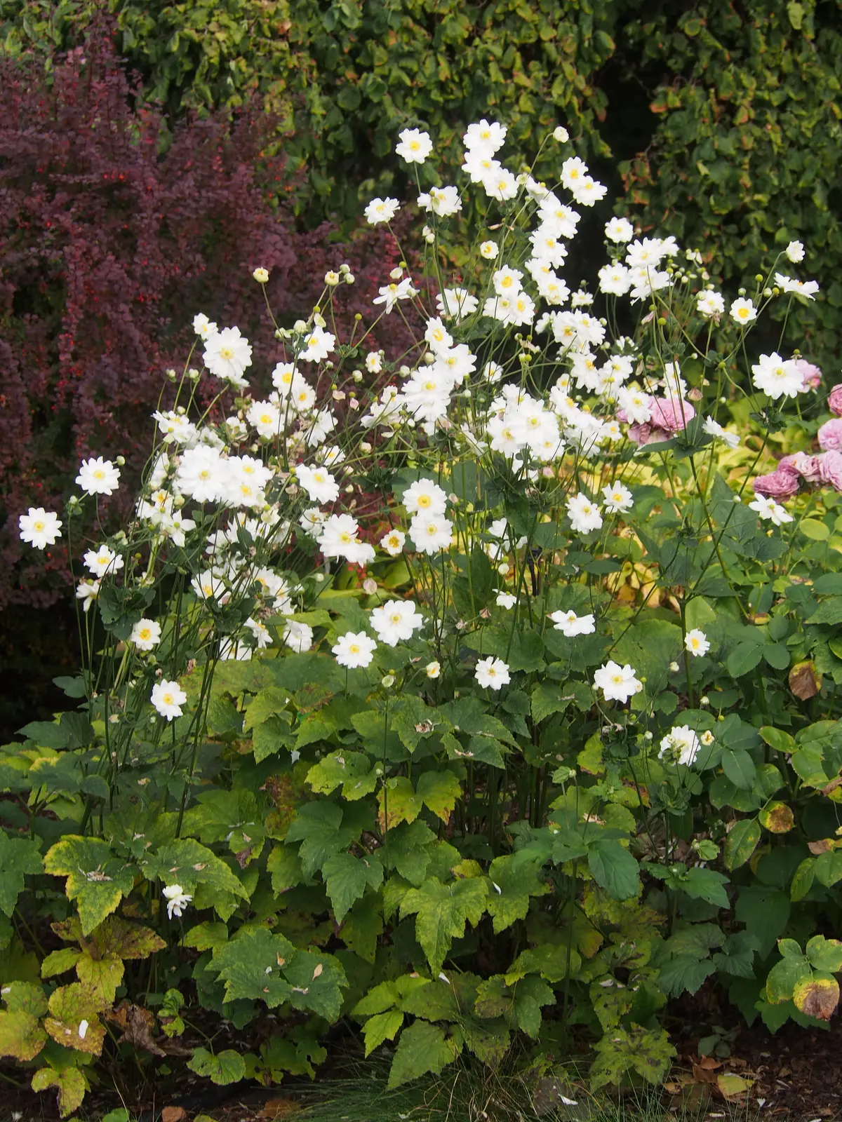 Semi-double white anemone flowers with yellow centers on tall wiry stems above dark green foliage.