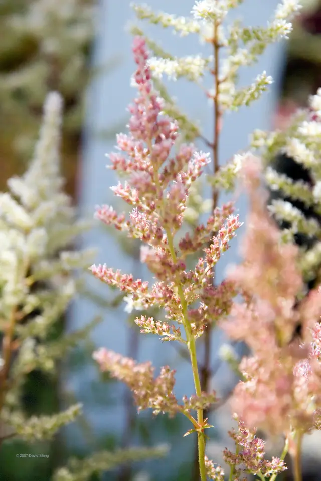 Bright pink, feathery astilbe flower spikes rising above deep green, finely divided foliage.