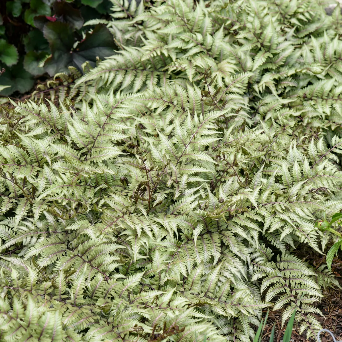 A dense, arching clump of Japanese Painted Fern 'Godzilla' showing silvery-green fronds with dark purple-red midribs, growing beside dark heuchera foliage.