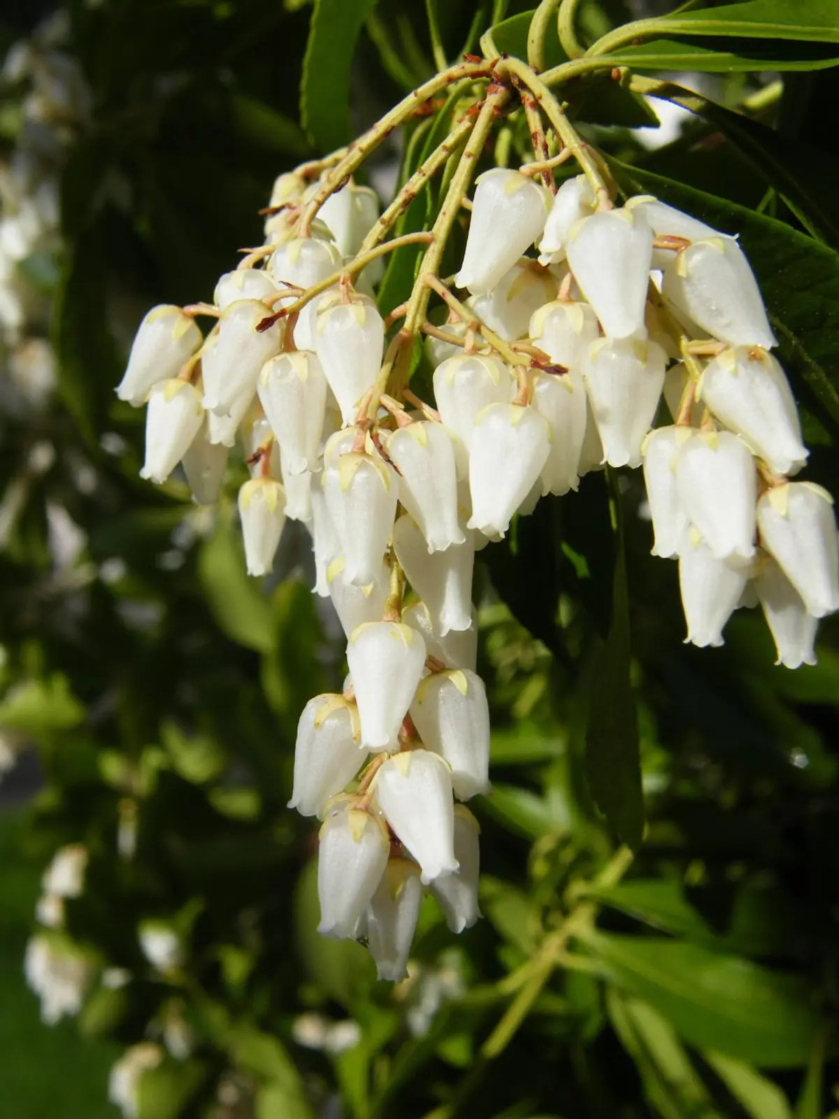 Drooping chains of waxy, white urn-shaped Japanese pieris flowers against glossy evergreen leaves.