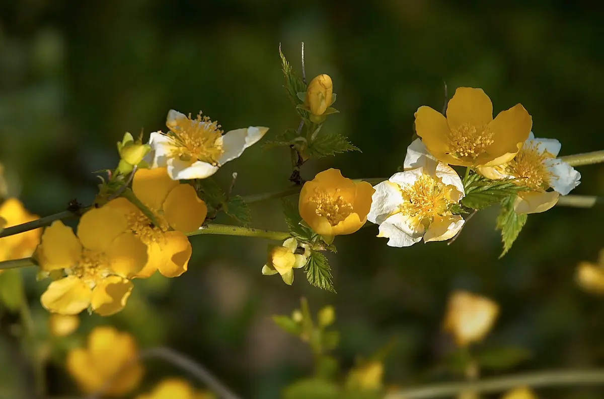 Bright golden-yellow Kerria japonica flowers with prominent yellow centers along a green arching stem.