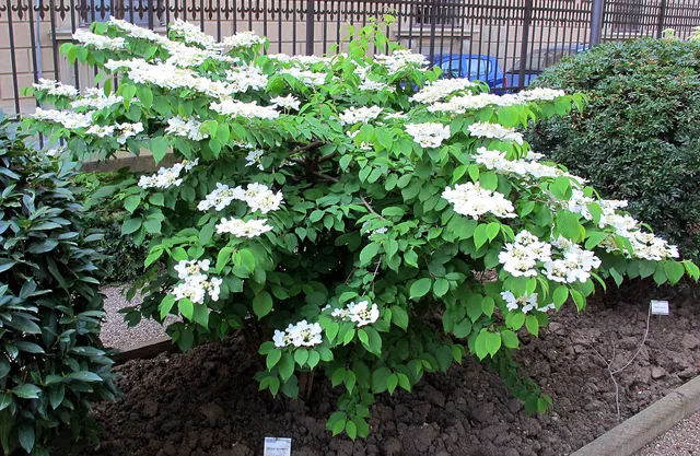 A whole Japanese Snowball shrub covered in round, white pom-pom flower clusters in spring.