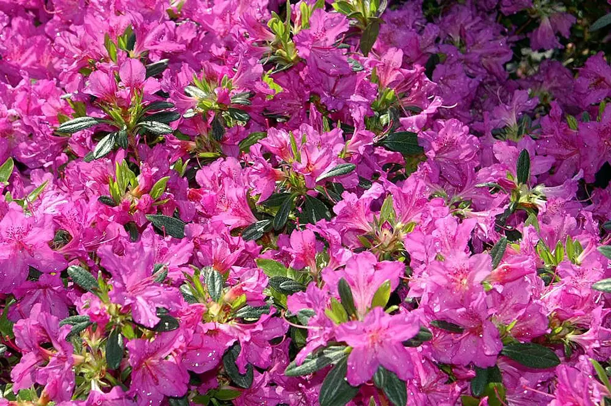 A dense mound of Karen azalea smothered in bright lavender-pink double flowers and glossy dark green leaves in mid-spring.