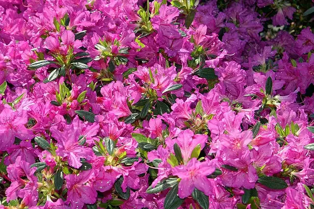 A dense mound of Karen azalea smothered in bright lavender-pink double flowers and glossy dark green leaves in mid-spring.