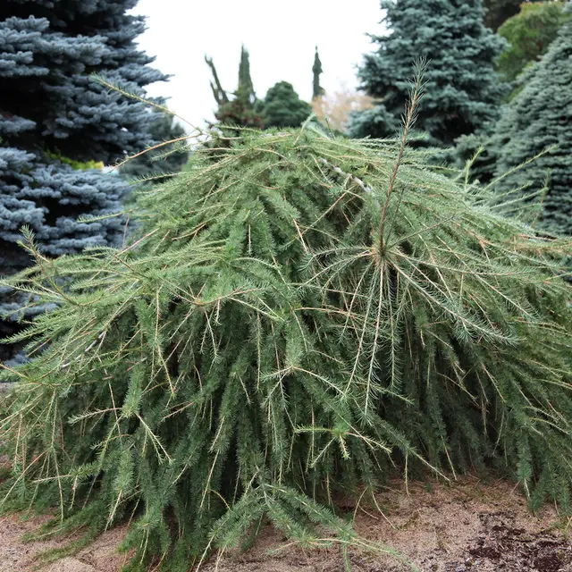 A young, unstaked Larix decidua 'Varied Directions' forming a low, sprawling mound of irregular branches with soft green needles, growing among blue spruce and other conifers.