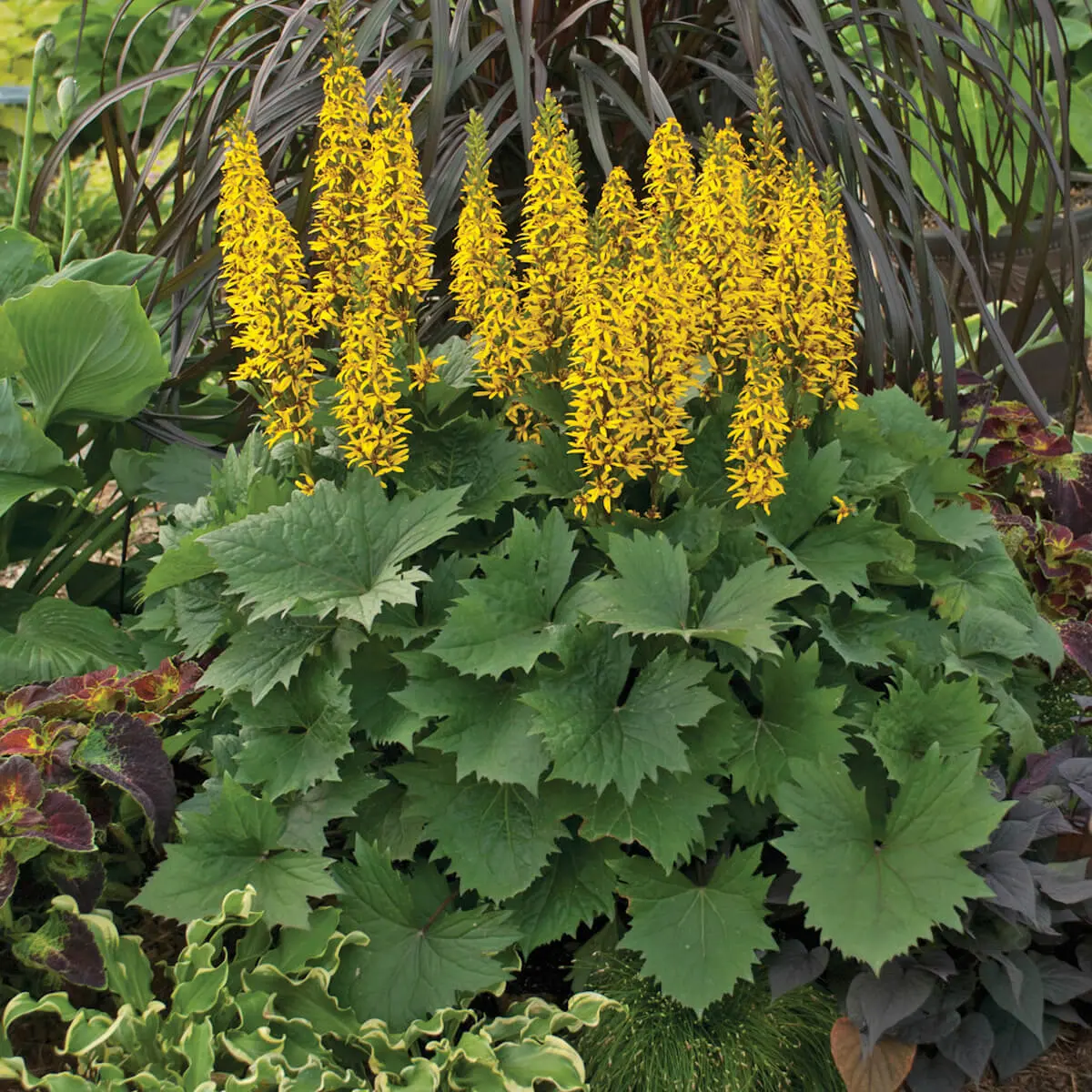 A dense clump of Ligularia 'Bottle Rocket' with large, bold, toothed green leaves and upright bottlebrush spikes of bright yellow flowers on dark stems, surrounded by hostas and ornamental grass.