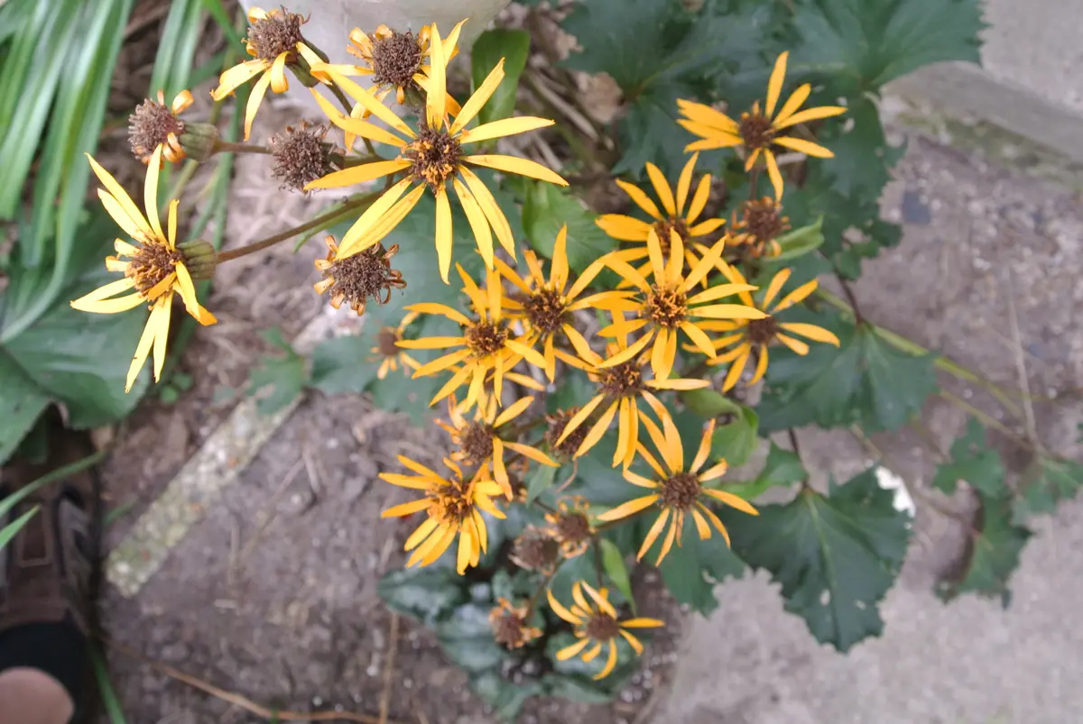 Clusters of bright orange-yellow daisy-like Ligularia flowers on reddish stems, with broad, dark green, toothed leaves below.