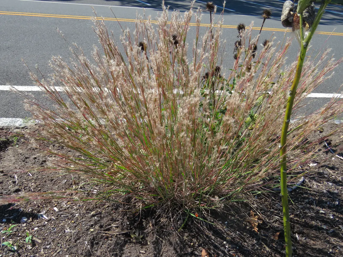 A clump of Little Bluestem ornamental grass with fine, upright, feathery seed heads in late-season tan and green coloring at a roadside planting.