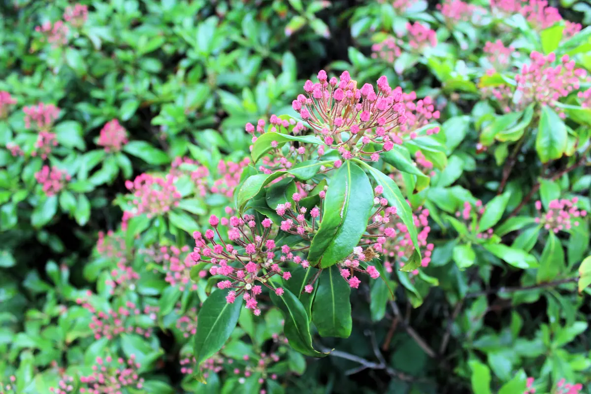 Clusters of pink mountain laurel flower buds opening amid glossy, leathery evergreen leaves.