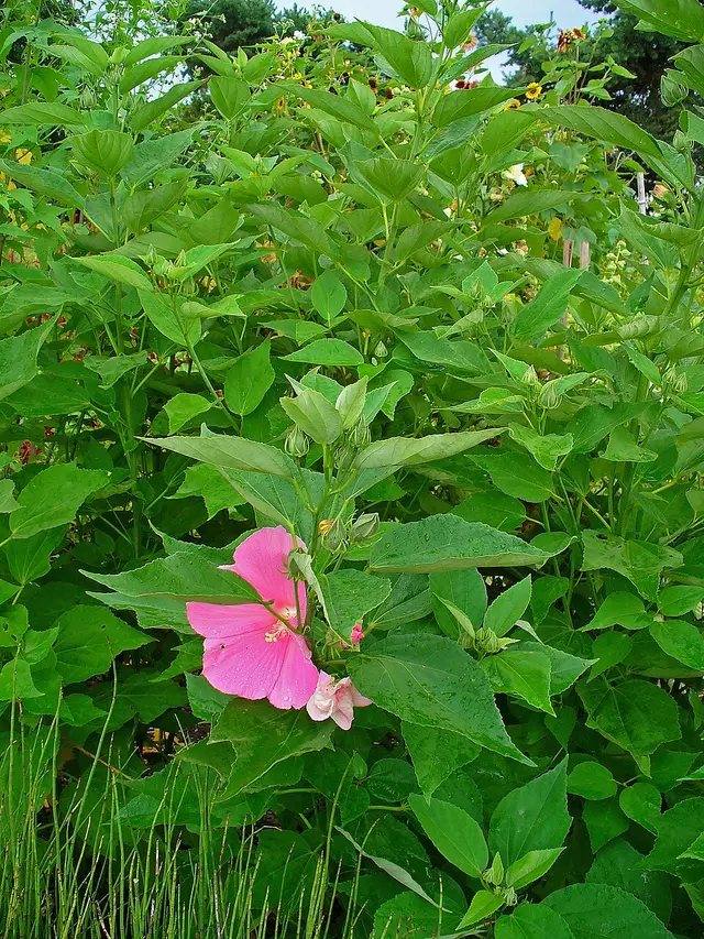 Large pink hibiscus-like flower with a dark red center, partially visible amid broad green foliage.