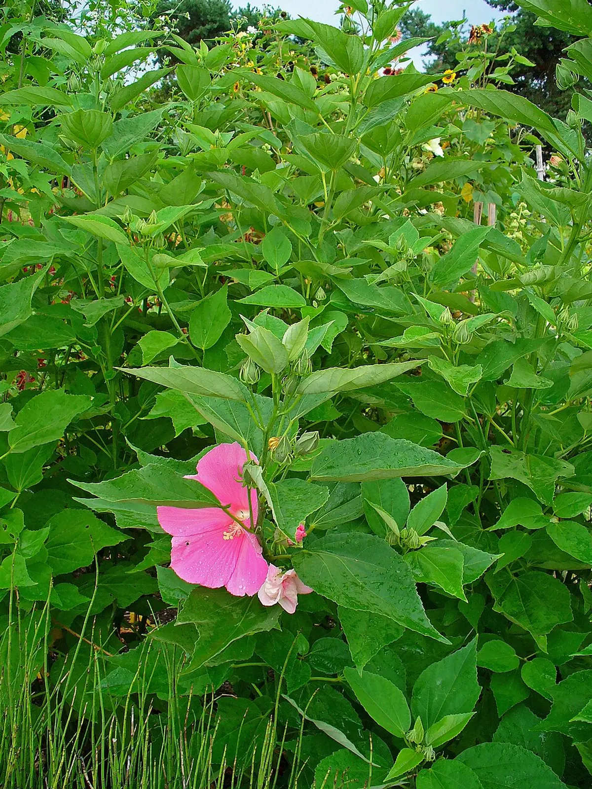 Large pink hibiscus-like flower with a dark red center, partially visible amid broad green foliage.