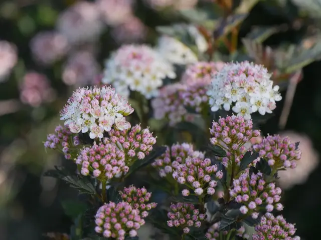 Clusters of pink buds opening to white flowers on Tiny Wine ninebark, set against its dark maroon foliage.