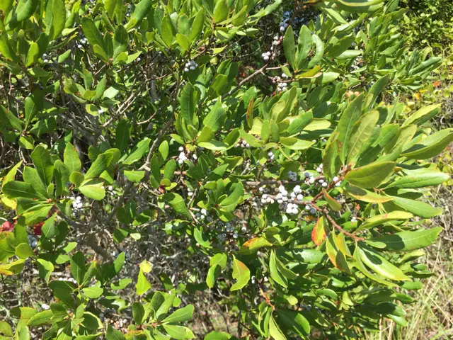 Close-up of Northern Bayberry's glossy, aromatic leaves and clusters of small, waxy, grayish-white berries.
