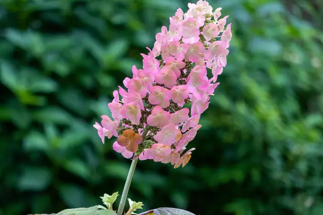 A large pyramidal Oakleaf Hydrangea flower panicle aging from white to pink, held above the plant's oak-shaped leaves.