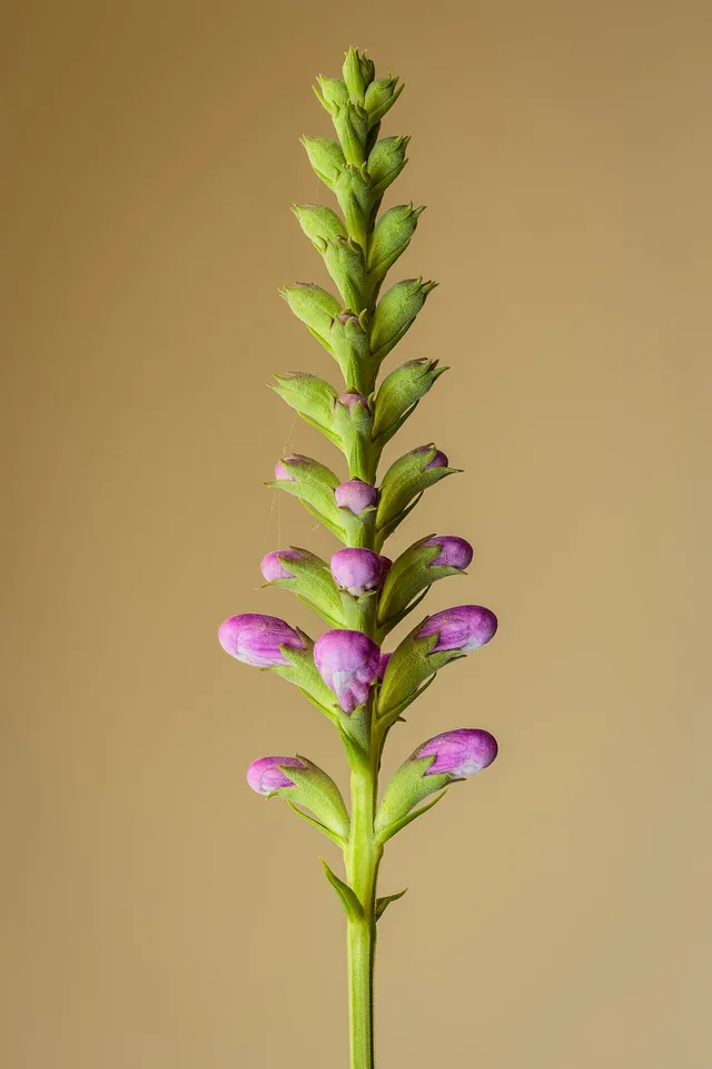 Upright spikes of tubular pink obedient plant flowers opening from the bottom up.