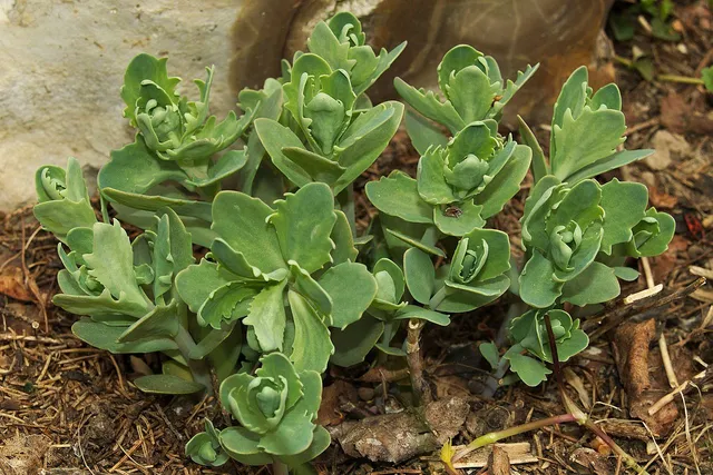 A full clump of upright orpine stems with fleshy green leaves in a garden bed.