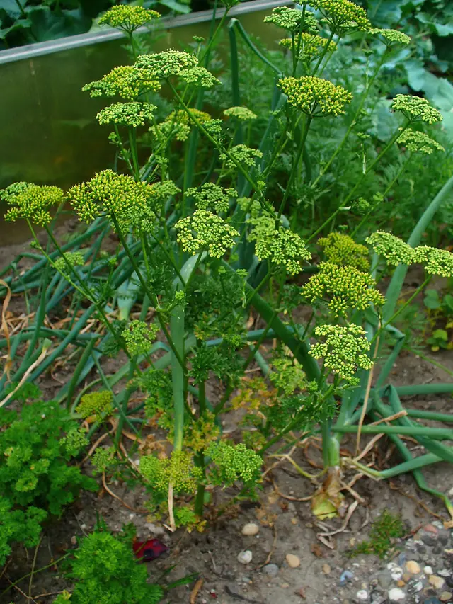 Parsley (Petroselinum crispum) plants showing bright green deeply divided leaves and full plant habitus