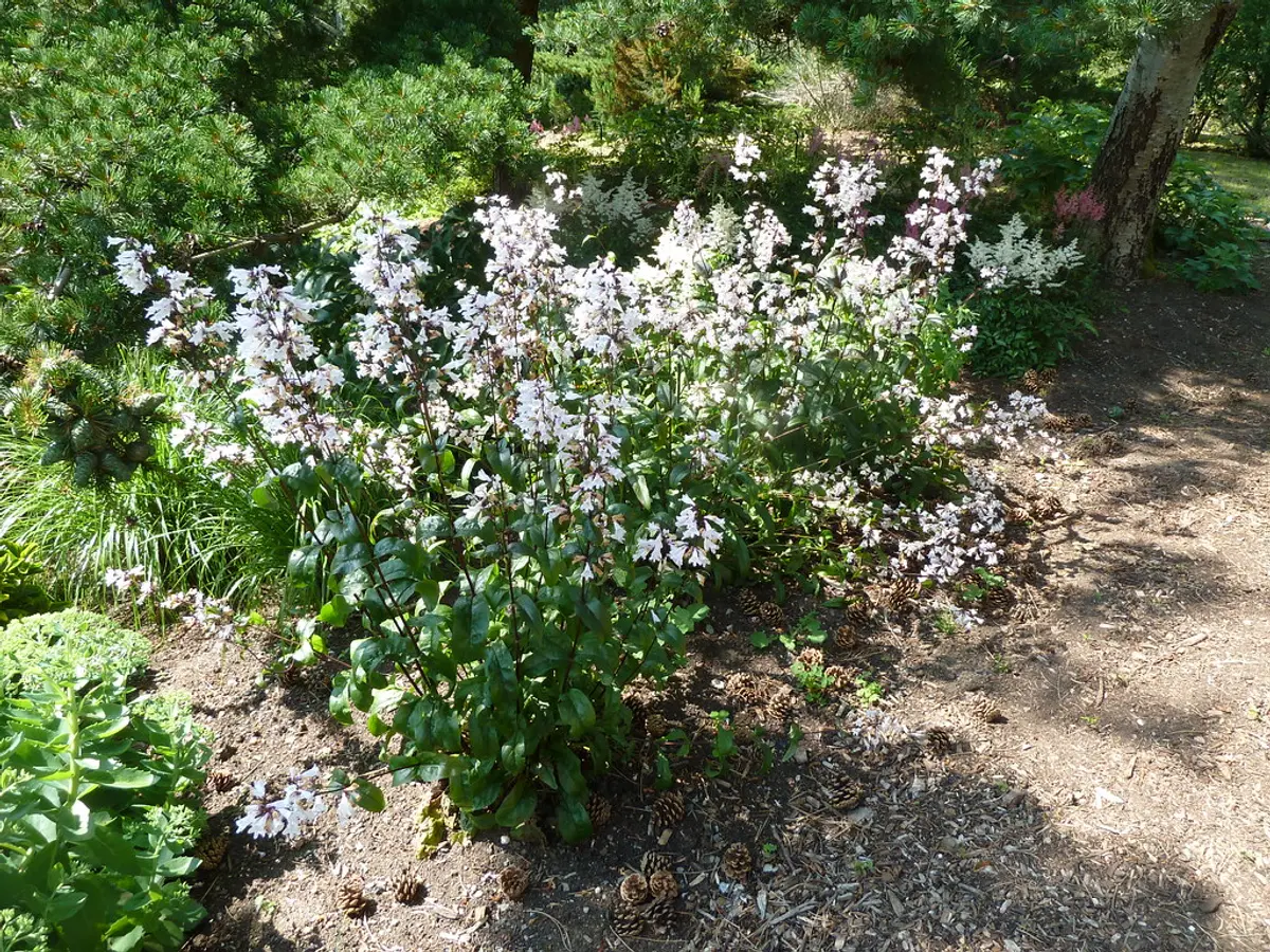 An upright clump of Husker's Red Penstemon in bloom — spires of white, pink-blushed tubular flowers on dark maroon stems above green foliage.
