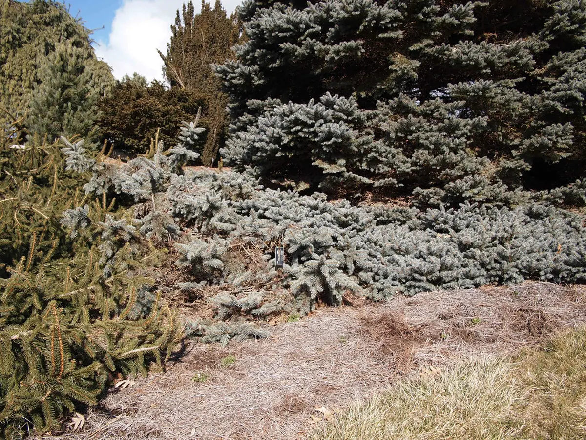 A low, ground-hugging weeping blue spruce sprawling across a garden bed with silvery-blue foliage.