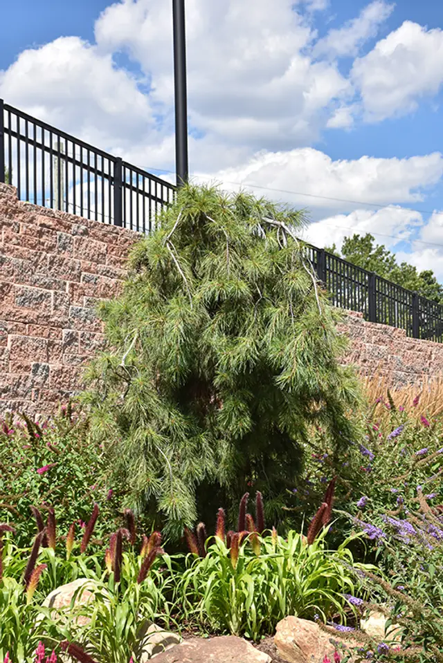 A weeping, multi-stemmed conifer with long, soft blue-green needles cascading in curtains from staked upright leaders, planted in a garden bed.
