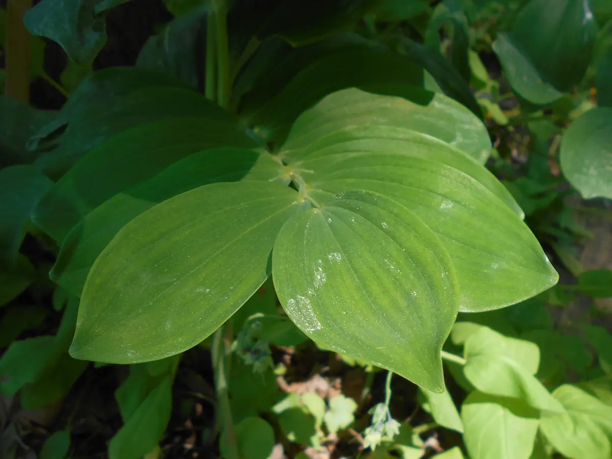 Tall, arching stems of giant Solomon's seal lined with broad, paired leaves along the length of each stalk.
