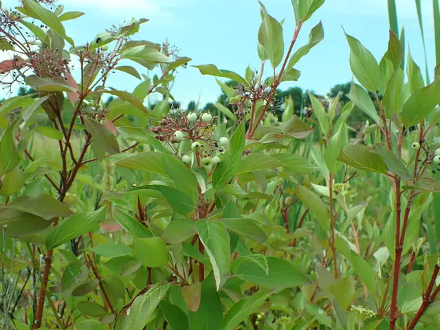 Red-twig dogwood growing in a wetland meadow, its reddish stems and developing whitish berries set among healthy green foliage.