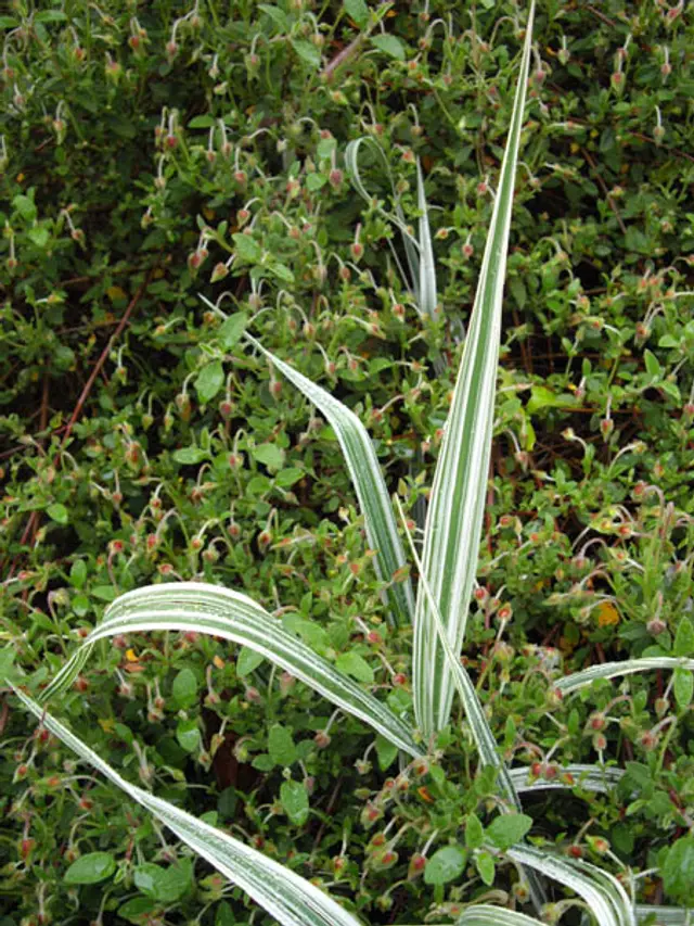 Upright blades of Ribbon Grass striped lengthwise in white and green, forming a dense variegated clump.