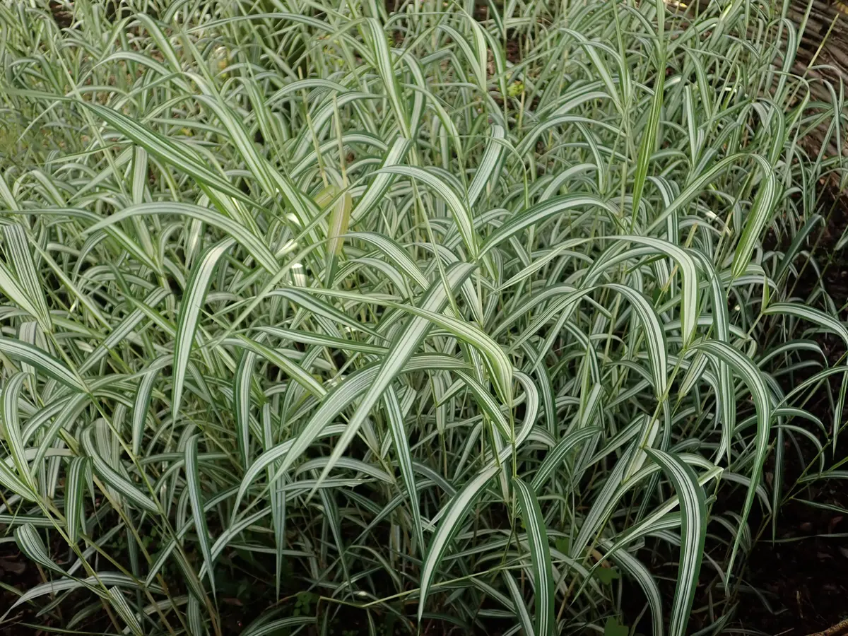 Upright blades of Ribbon Grass striped lengthwise in white and green, forming a dense variegated clump.