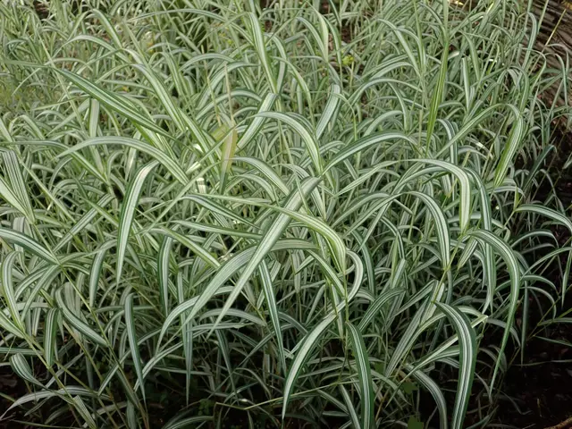 Upright blades of Ribbon Grass striped lengthwise in white and green, forming a dense variegated clump.