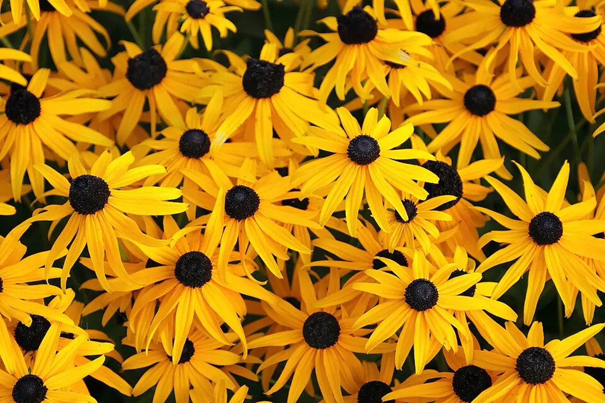Bright golden-yellow daisy-like flowers with dark brown centers on upright stems.