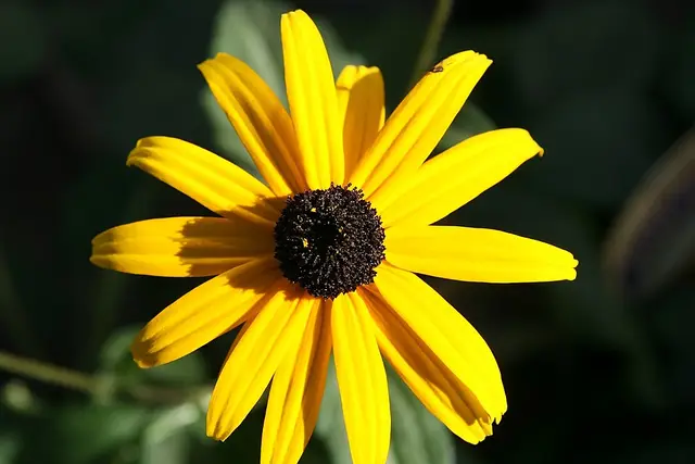 Mass planting of golden-yellow black-eyed Susan flowers with dark cone centers.