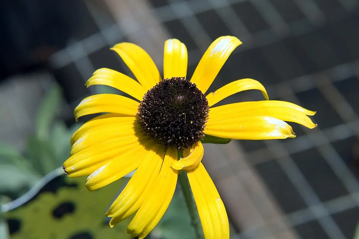 Compact clump of golden-yellow black-eyed Susan flowers with dark centers on short stems.