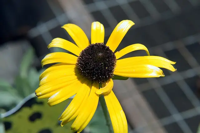 Compact clump of golden-yellow black-eyed Susan flowers with dark centers on short stems.