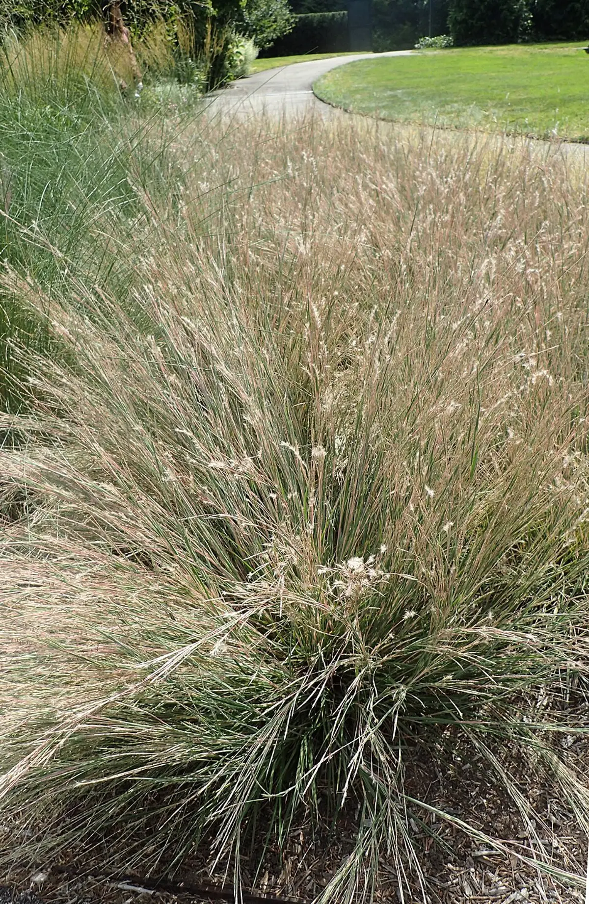 Compact clump of blue-green grass foliage with fluffy, copper-colored seedheads.