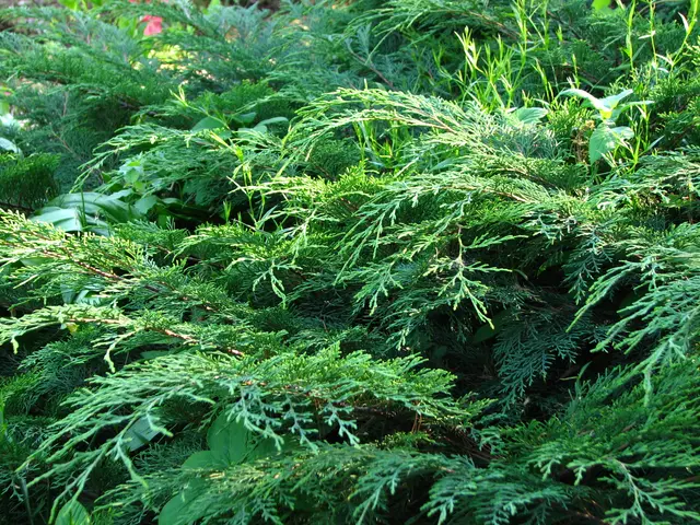 Feathery, fan-like sprays of bright green Siberian cypress foliage cascading as a dense ground cover.