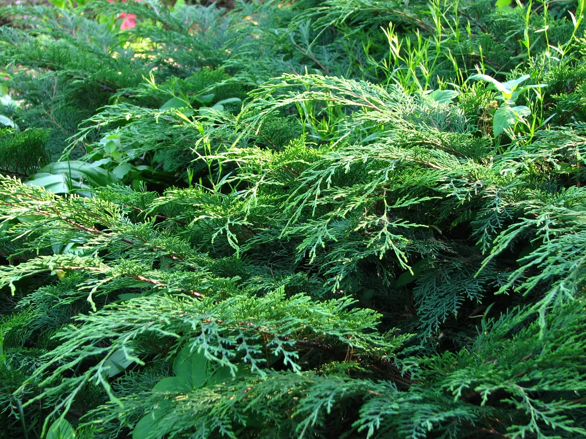 Feathery, fan-like sprays of bright green Siberian cypress foliage cascading as a dense ground cover.