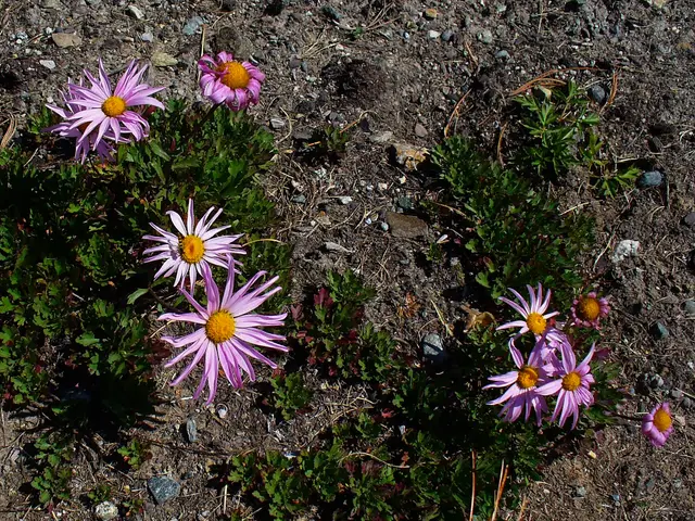 Low mounding foliage covered in simple white daisy flowers with yellow centers.
