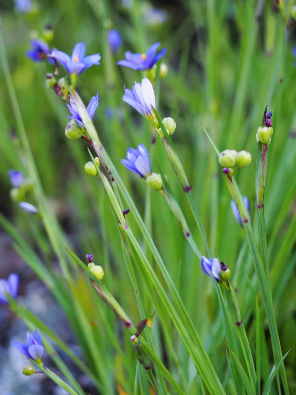 Cluster of small blue-violet, star-shaped flowers with yellow centers rising above narrow, grass-like foliage.