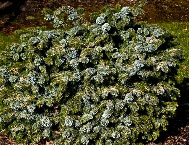 Dense mound of two-tone conifer needles, silvery-blue on top and dark green beneath, on a dwarf Sitka spruce.