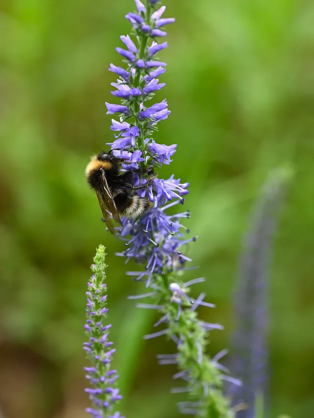 A clump of dense, upright spikes of small blue-purple speedwell flowers.