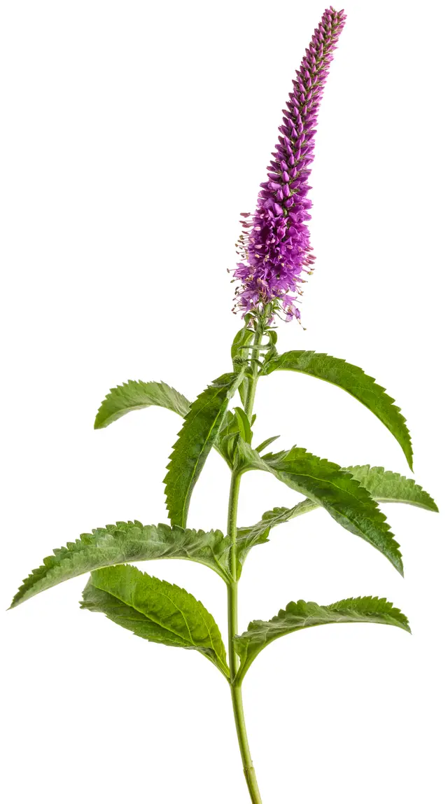 A single cut stem of Veronica 'Purple Illusion' with a dense spike of deep purple flowers and serrated green leaves, photographed against a white background.
