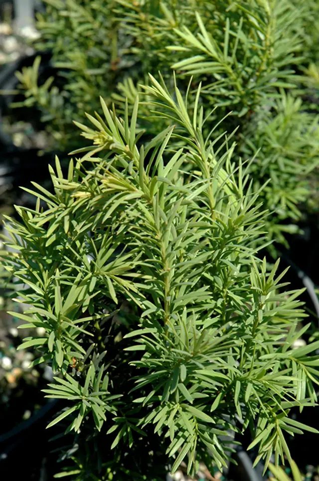 Dense, upright sprays of dark green, needle-like yew foliage with light green new growth emerging at the tips.