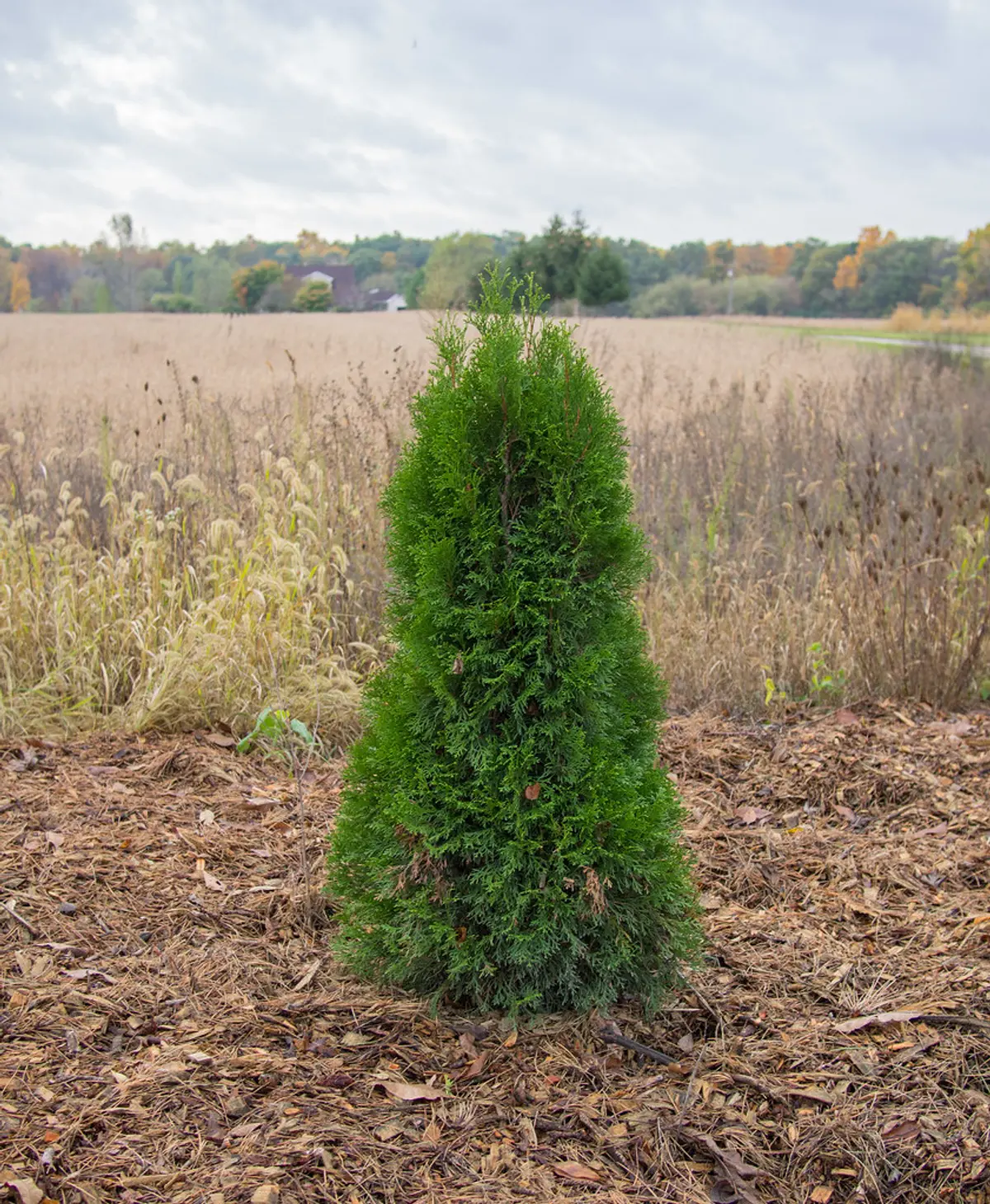 A full, well-framed conical Emerald arborvitae specimen with dense green foliage.