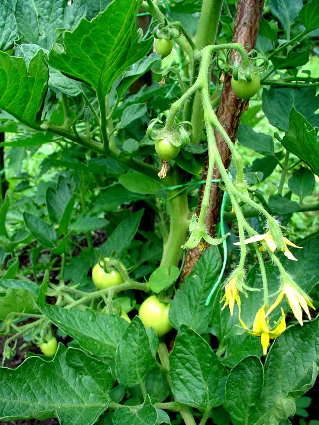 Fruit developing on a tomato plant, with green tomatoes and flowers on the vine (representative photo).