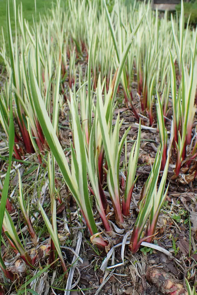 Clumps of sword-like, cream-and-green striped Acorus foliage emerging from reddish leaf bases.